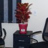 Red leaves Decoration planter product