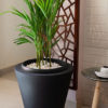 Black Arica is Decoration planter product