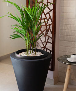 Black Arica is Decoration planter product