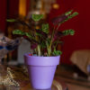 Purple Oasis is Decoration planter and Decorative gifts product