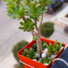 Orange square is balcony decorations product