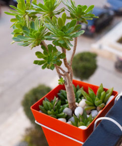 Orange square is balcony decorations product